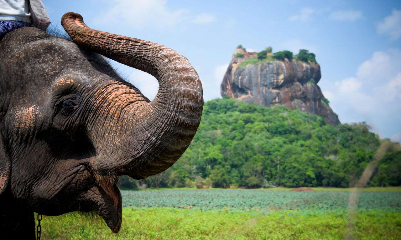 00102 asien sri lanka sigiriya lion rock elefant ausflug fernreise urlaub buchen reisen